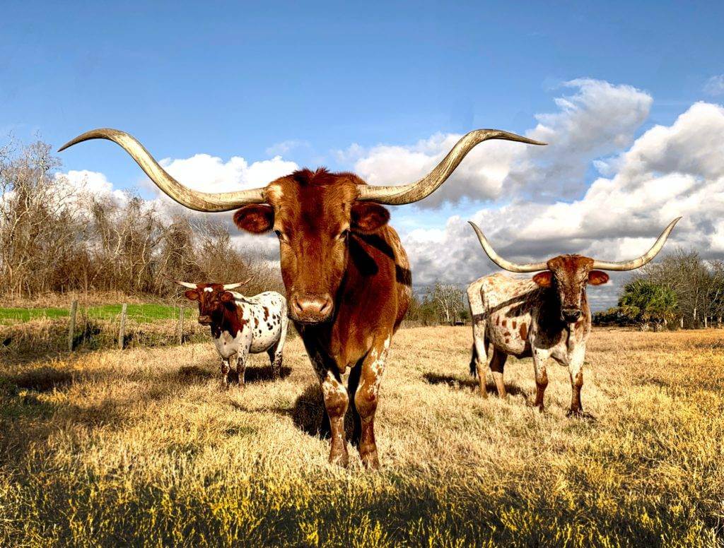 Three long-horn bulls. We are the auto transport experts and can send your vehicle from Texas to Florida any time of year. We can ship car from Texas to California as well. National Transport Services is top rated auto transport companies. Whether you want to ship a car from Florida to Michigan or ship a car to Tennessee or even ship a car from Hawaii to Texas, we can can facilitate your transport needs nationwide.